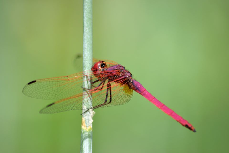 5 Essential Techniques for Dragonflies Photography