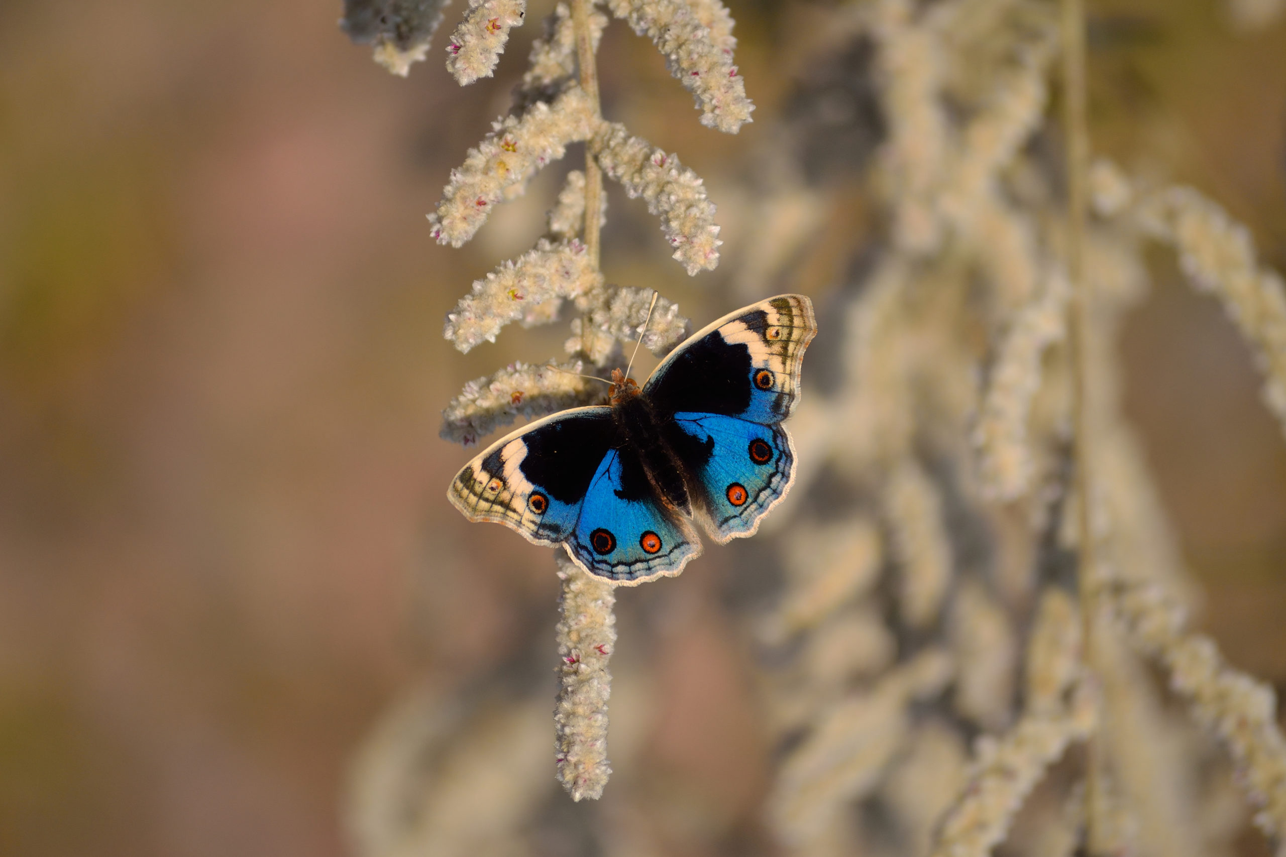 A Complete guide for Butterfly Photography