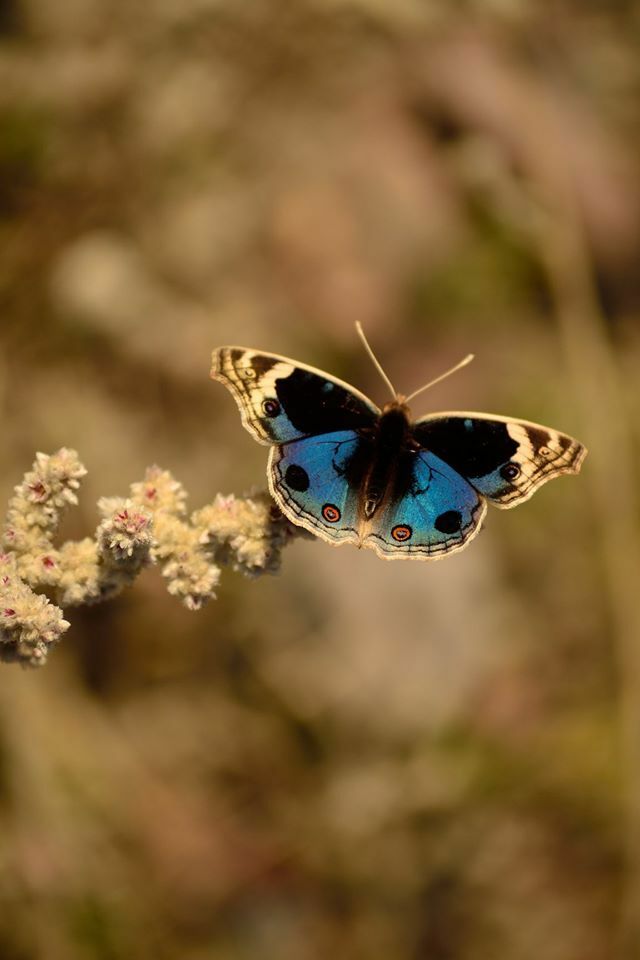 10 Most Incredible Blue Pansy Butterfly Photographs
