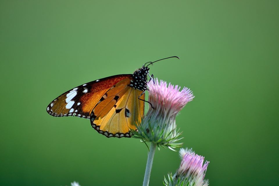 The most stunning Photographs of Plain Tiger Butterfly