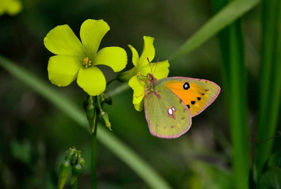 Most beautiful Clouded yellow butterfly photographs