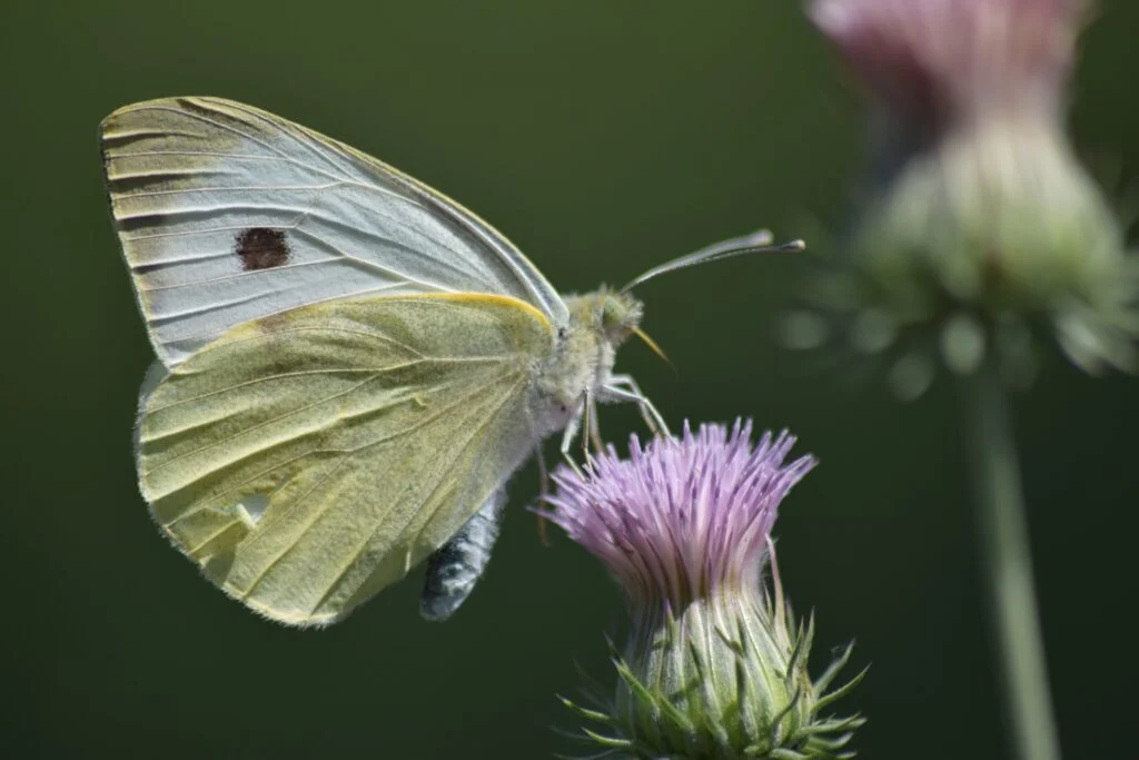 Butterfly Photography tips