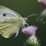 Butterfly Photography tips