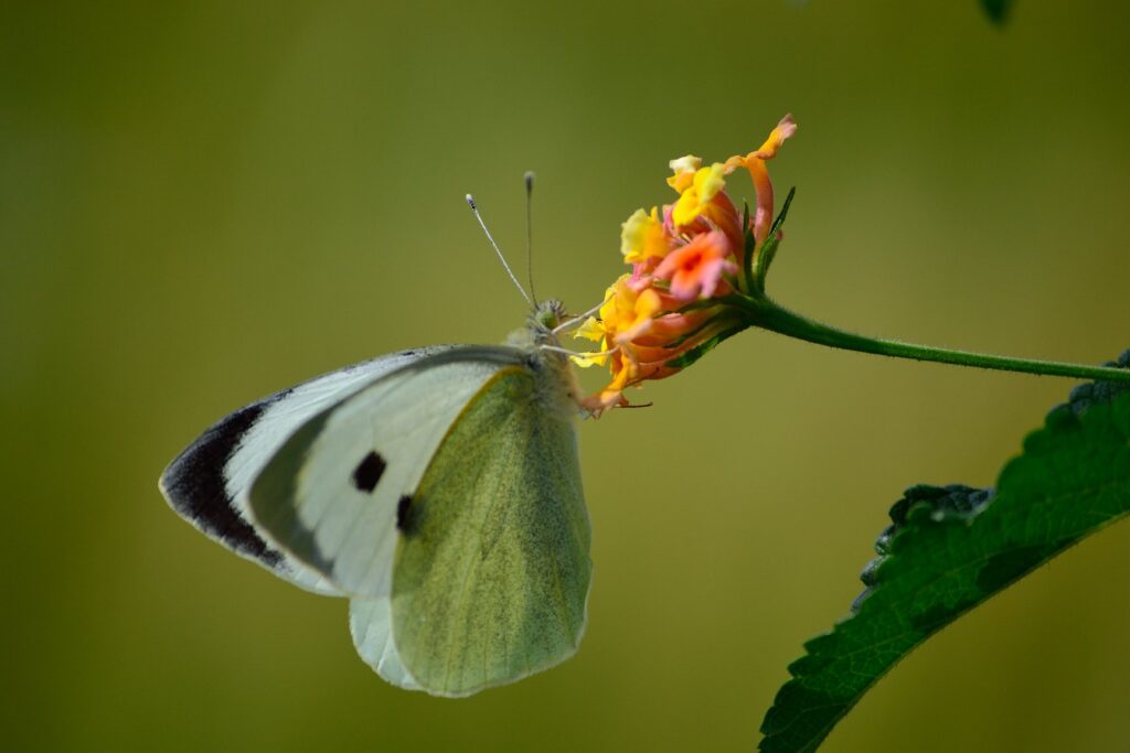 10 Guidelines You Should Know About Macro Photography