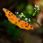 Butterfly Photography tips