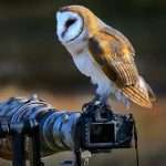 The Best Wildlife Photography Schools to Develop Your Skills