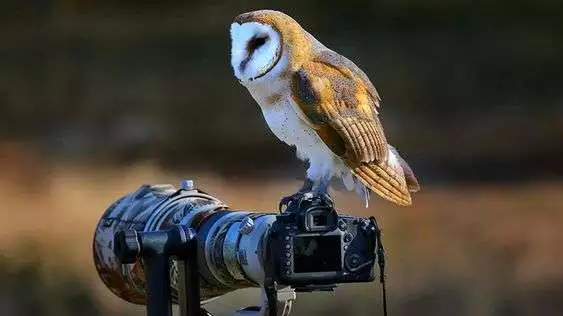 The Best Wildlife Photography Schools to Develop Your Skills